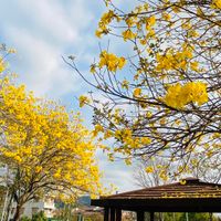 可能是 2 個人、花、大自然和樹的圖像