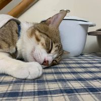 未提供相片說明。