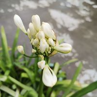 可能是百子蓮的圖像