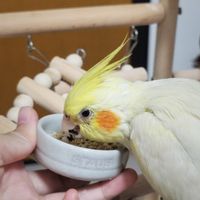 可能是鸚鵡和情侶鸚鵡的圖像