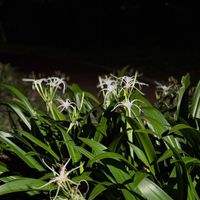 可能是蘭花、百子蓮、白百合和油點草的圖像