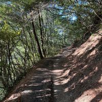 可能是樹和道路的圖像
