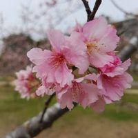 可能是核果樹和花的圖像