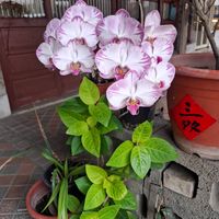 可能是萬代蘭屬的圖像