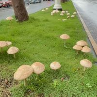 可能是馬勃菇和蘑菇的圖像