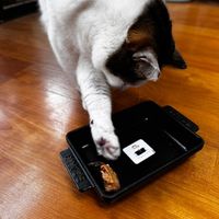 可能是貓、梳子、電話和文字的圖像