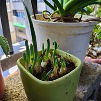 可能是幼苗和蘭花的圖像