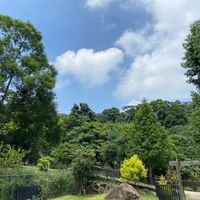 可能是樹、草和雲的圖像