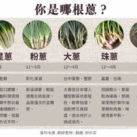 可能是 1 人和顯示的文字是「你是哪根蔥？ 三星蔥 盛產期 盛產期2~10月 2～10月 粉蔥 11～5月 大蔥 産地 產地　宜蘭三星鄉 宜蘭三星鄉 12~4月 珠蔥 彰化溪湖 北蔥 12～4月 台中東勢 豐原 5～10月 特色 嘉義、 嘉義、台南 台南 大蔥從日本傳入 雲林 雲林、彰化 彰化 香氣足且口感燉， 香氣足且口感嫩，即 即溪湖蔥 較能 多於餐廳料理使用 適應炎熱氣候， 台灣蔥類中蔥白最 長、 、纖維細緻的。 跟粉蔥同種， 但當 Vieeia era地種植方式不同。 地種植方式不同。 品質僅次於宜蘭 蔥。 體型較其他蔥粗 壯， 個頭較小、意 蔥葉 亦名 亦名水葱」 水葱」 較為細長，蔥頭 較為細長 蔥頭 耐熱 耐熱、耐濕， 耐濕， 常使用於製作油適合天熱種 常使用於製作油 通合天熱種 蔥酥和肉燥， ，味 植， 口感較 味道亦較 耐寒怕產 因耐煮又具甜 度 度，適合用於火 鍋或燉肉。 道清香平和。 硬 資料来源：網將整理|製圈:怡君 製圖: 製圖：郭怡君 資料来源：網路 網路整理 郭怡君 辛辣」的圖像