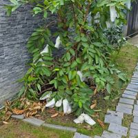 可能是梨子和龍眼的圖像