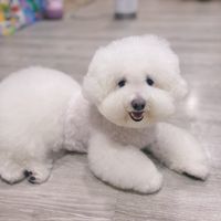 可能是狗的圖像