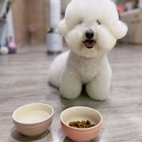 可能是狗的圖像