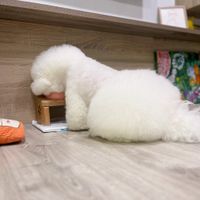 未提供相片說明。