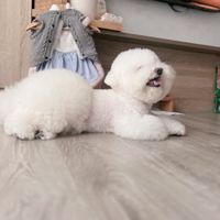 可能是狗的圖像