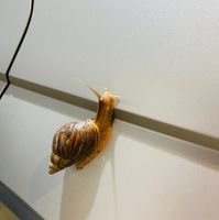 可能是蝸牛的圖像