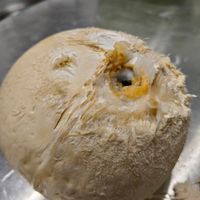 可能是椰子和馬勃菇的圖像