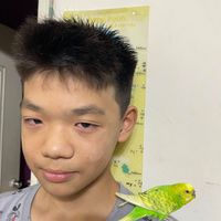 可能是鸚鵡和情侶鸚鵡的圖像