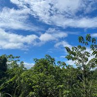 可能是雲和樹的圖像