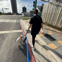 可能是狗的圖像