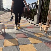可能是狗的圖像