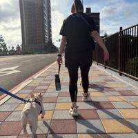 可能是狗的圖像