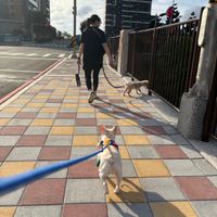 可能是狗和街道的圖像