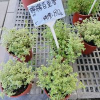 可能是顯示的文字是「檸檬百里香 015 特價：80元 5" 」的圖像