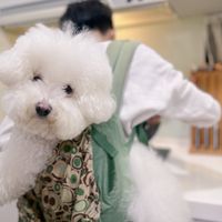 可能是狗的圖像