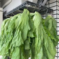 可能是綠葉甘藍的圖像