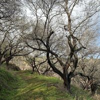 可能是唐棣屬植物、核果樹和大自然的圖像