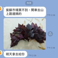 可能是顯示的文字是「今天 紫蘇市場買不到，開 開車去山 上路邊摘的 下午2:28 ↑ 下午2：28 明天拿去給你 下午2：29 下午」的圖像