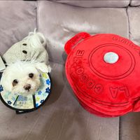 可能是玩具、飛盤和文字的圖像