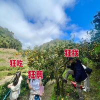 可能是蘋果、小木犀樹和顯示的文字是「狂找 狂吃 狂剪」的圖像