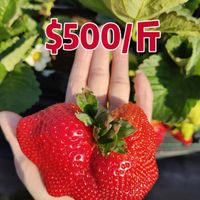 可能是草莓和顯示的文字是「 $500/F 」的圖像