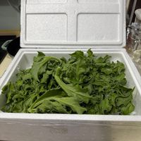 可能是莙薘菜和綠葉甘藍的圖像