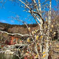 可能是西洋山茱萸、核果樹和唐棣屬植物的圖像