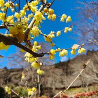 可能是核果樹、花和西洋山茱萸的圖像