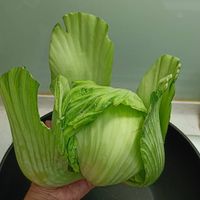 可能是食物的圖像