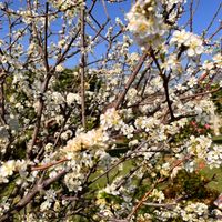 可能是唐棣屬植物、核果樹和花的圖像