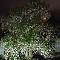 可能是唐棣屬植物、小木犀樹和樹的圖像