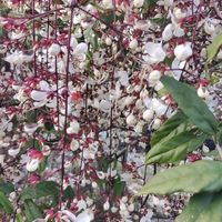 可能是花、核果樹和唐棣屬植物的圖像