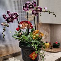 可能是槲寄生仙人掌、萬代蘭屬和露薇花屬的圖像