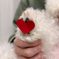 可能是狗和紅心的圖像