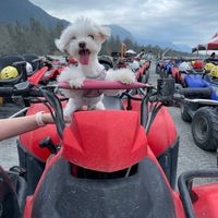 可能是全地形車的圖像