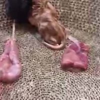 可能是懶猴和文字的圖像
