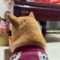 未提供相片說明。