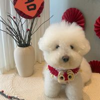 可能是狗、紅心和文字的圖像