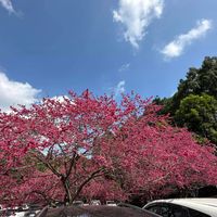 可能是核果樹的圖像