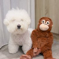 可能是狗和玩具的圖像