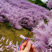 可能是風鈴、勿忘草、頭狀薰衣草和千日紅的圖像